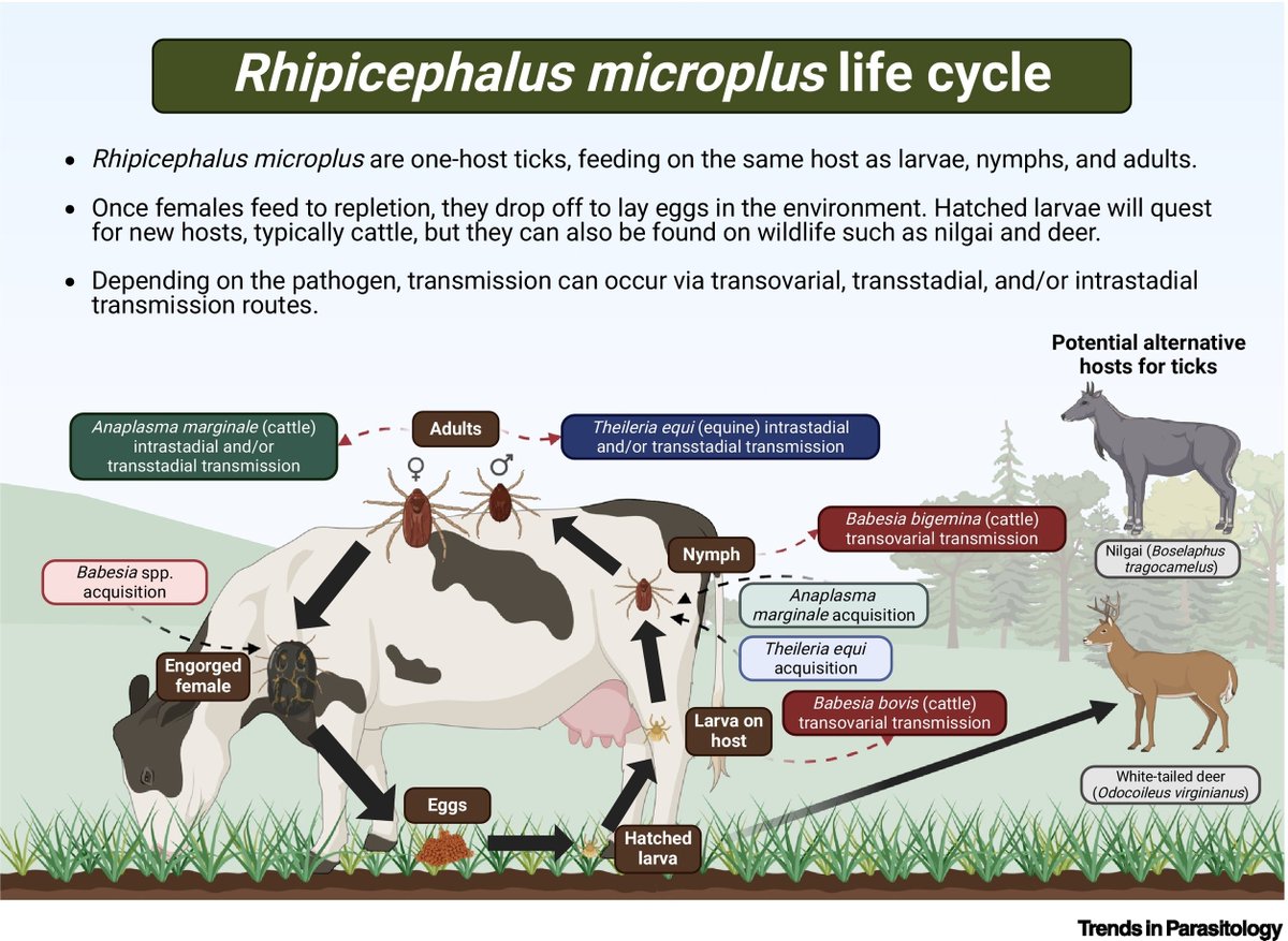 TrendsParasitol's tweet photo. Vector of the Month: #Rhipicephalus #microplus (Southern cattle #tick; Asian blue tick), a #pest of #livestock in tropical &amp; subtropical regions that transmit #babesiosis #anaplasmosis &amp; #piroplasmosis, written by Kennan Oyen &amp; @areyoukeddingme. @USDA_ARS

https://t.co/iVjKCmwUC5 https://t.co/FZqZgK3LPQ