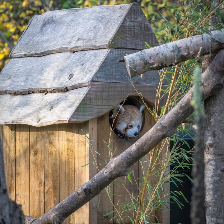 ⚠️ Due to Red weather warnings, the zoo will be closed on Saturday 7 December. The Festive Thank You event will now take place on Sunday 15 December.

We are closely monitoring the conditions for Sunday 8 December and will post any updates here.