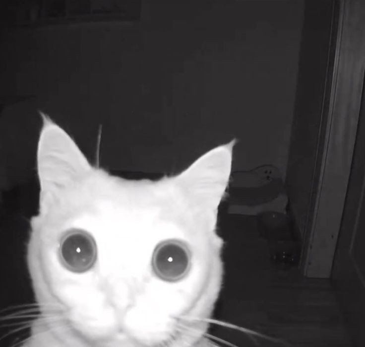 ᅠ
ᅠ
lest  during  nights
ᅠ
ᅠ