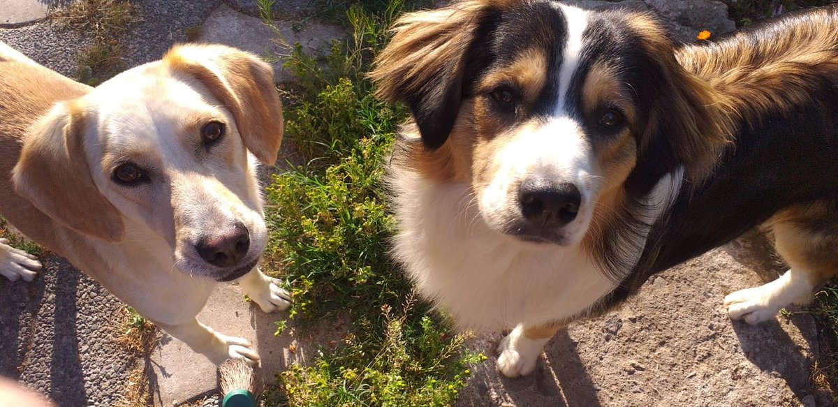 Fundacion_CIMA's tweet photo. Tommy y Lia aún esperan x una Familia... Ambos de tamaño mediano, muy cariñosos y obedientes.... Solo necesitan #UnaOportunidadDeVida 
#AdoptaNoCompres  muchos esperan x un Hogar🙏
+56969079272 https://t.co/XtiME973jT