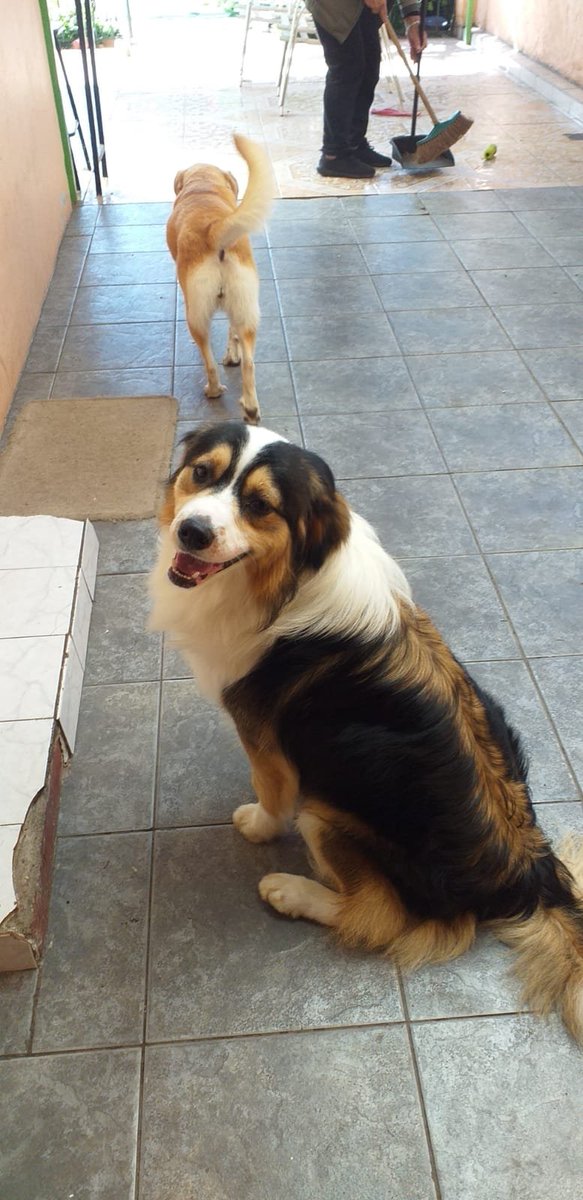 Fundacion_CIMA's tweet photo. Tommy y Lia aún esperan x una Familia... Ambos de tamaño mediano, muy cariñosos y obedientes.... Solo necesitan #UnaOportunidadDeVida 
#AdoptaNoCompres  muchos esperan x un Hogar🙏
+56969079272 https://t.co/XtiME973jT