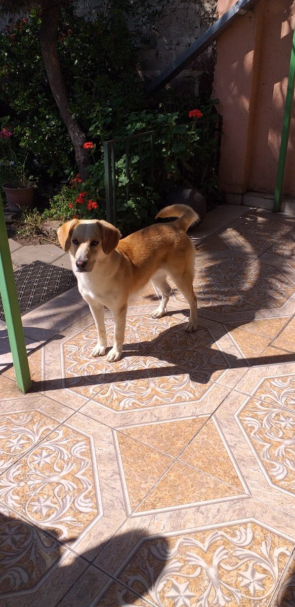 Fundacion_CIMA's tweet photo. Tommy y Lia aún esperan x una Familia... Ambos de tamaño mediano, muy cariñosos y obedientes.... Solo necesitan #UnaOportunidadDeVida 
#AdoptaNoCompres  muchos esperan x un Hogar🙏
+56969079272 https://t.co/XtiME973jT