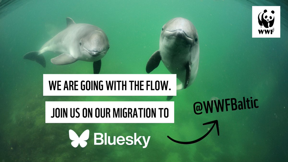 WWFBaltic's tweet photo. We are officially (finally) on Bluesky! 🦋 Go give us a follow and show your continued support 👉https://t.co/uwHbtQ21k0

See you there! 👋

#blueskyapp #Bluesky https://t.co/DcVI9eB0Yt