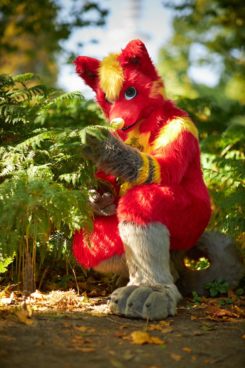 Husky Blaze (@red_husky_blaze) on Twitter photo I think I'd better try again with the camouflage clothing
#FursuitFriday
📸 <a href="/MFurPhotography/">📸 Midnight Furtography • Furry Photostudio</a> I think I'd better try again with the camouflage clothing
#FursuitFriday
📸 <a href="/MFurPhotography/">📸 Midnight Furtography • Furry Photostudio</a>