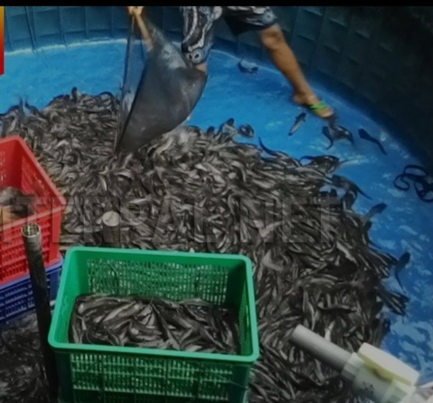 meinitadmk79's tweet photo. Rabu, 23 Oktober 2024
Panen ikan lele di pokdakan Mantap Maju dan Jaya Bersama kelurahan Naga pitu kec. Siantar Martoba
Panen 500 kg size 6 ekor /kg harga Rp. 22.000/kg padat tebar 3100 ekor. https://t.co/YDz1pBwXom