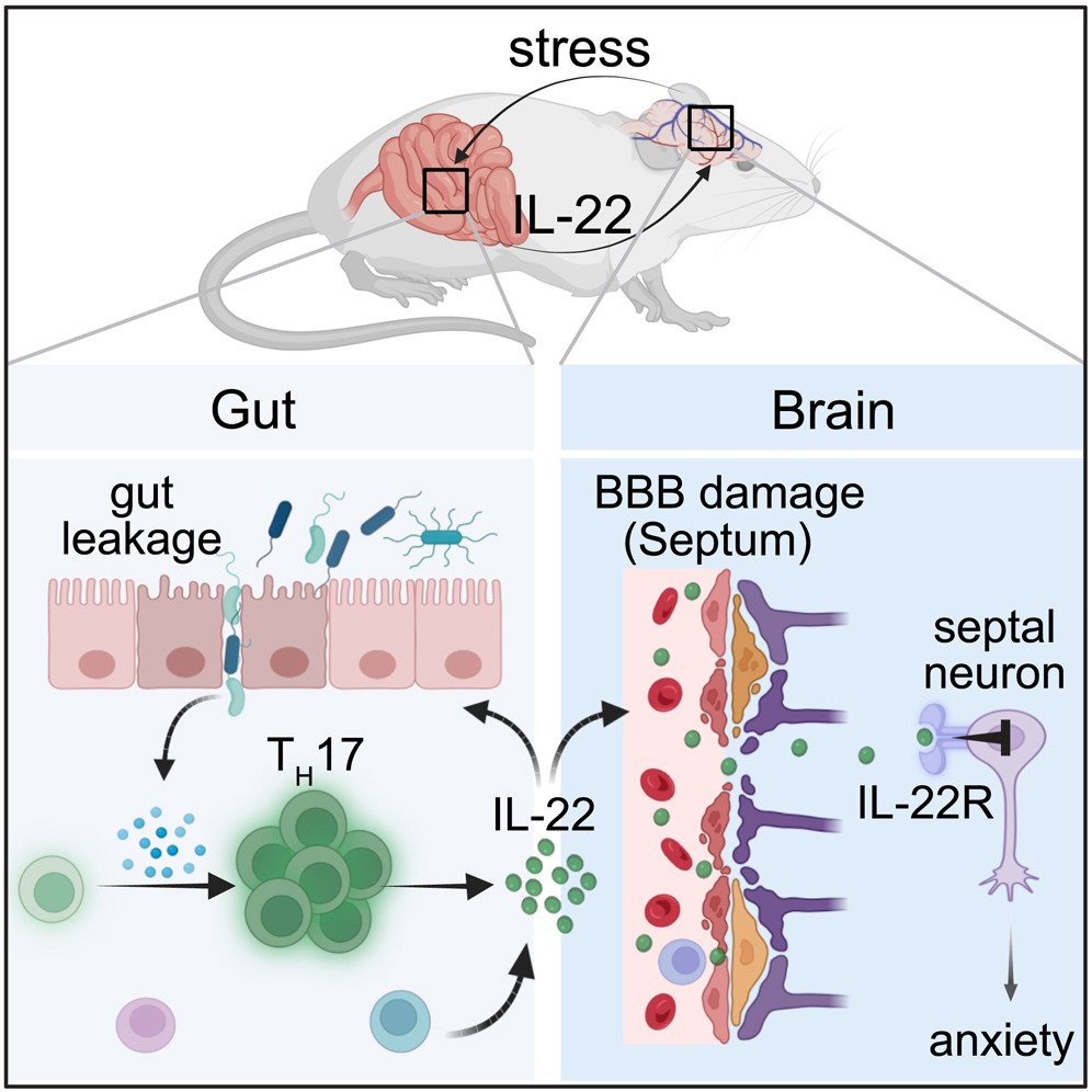 Elevated IL-22 as a result of stress-induced gut leakage suppresses septal neuron activation to ameliorate anxiety-like behavior: <a href="/ImmunityCP/">Immunity</a>  cell.com/immunity/fullt…