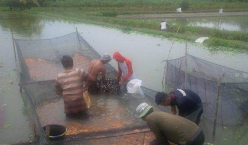 meinitadmk79's tweet photo. Selasa, 15 Oktober 2024
Panen ikan mas di pokdakan Amora Fish kelurahan Tanjung Pinggir 
Panen 320 kg size 3-4 ekor /kg harga Rp. 38.000/kg padat tebar 1400 ekor. 
#LuhkanKotaPematangsiantar
#GiatLuhkanSatminkalMedan
#BPPPSDM https://t.co/znphwsdNeH