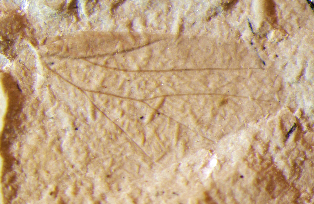 Jurassic Coast Trust (@jurassic_coast) on Twitter photo #FossilFriday
Aphids in the Age of the Dinosaurs!
A stunning and minute specimen from the Lower Purbeck Beds of the Lower Cretaceous. 
This 135 million year old fossil is almost identical to modern #aphids
Part of the @DorsetMuseum collection. #FossilFriday
Aphids in the Age of the Dinosaurs!
A stunning and minute specimen from the Lower Purbeck Beds of the Lower Cretaceous. 
This 135 million year old fossil is almost identical to modern #aphids
Part of the @DorsetMuseum collection.