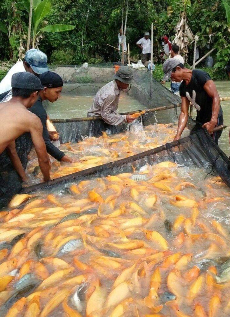 meinitadmk79's tweet photo. Kamis 31Oktober 2024
Panen ikan mas di pokdakan Kolam ku kelurahan Bah Sirma kec. Siantar Sitalasari
Panen 500kg size 2-3 ekor/kg harga Rp. 38.000/kg padat tebar 1600 ekor. 
#LuhkanKotaPematangsiantar
#GiatLuhkanSatminkalMedan
#BPPPSDM. https://t.co/W3QgUjn1E4
