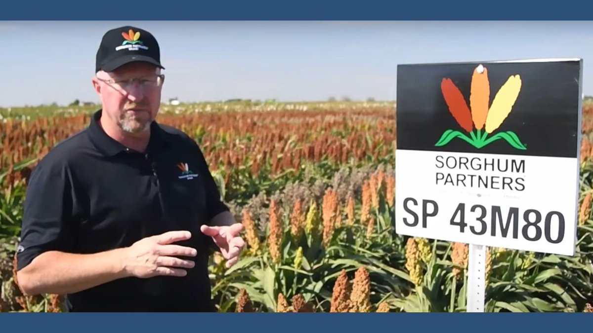 Looking for your next best hybrid? This medium-early maturity grain hybrid is excellent for drought-stressed areas &amp; has a high sugarcane aphid tolerance. It also has Stiff Stalk &amp; Staygreen traits for improved yield and standability.  ow.ly/5TG250UmulU