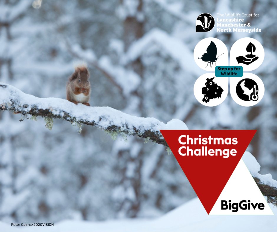 Please donate to the <a href="/Lancswildlife/">Lancashire Wildlife Trust</a> <a href="/BigGive/">Big Give</a> #ChristmasChallenge to play a pivotal role in the future of one of our most iconic and endangered species.  This work is critical and needed now, and this is why I think LWT should win the Supporters Choice Award too #BigGiveChoice