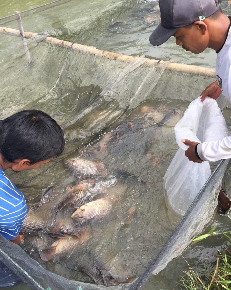 meinitadmk79's tweet photo. Rabu, 30 Oktober 2024
Panen ikan Gurami di pokdakan Naga kelurahan Tanjung Pinggir kec. Siantar Martoba
Panen 120kg size 1-2 ekor/kg harga Rp. 50.000/kg padat tebar 250 ekor. 
#LuhkanKotaPematangsiantar
#GiatLuhkanSatminkalMedan
#BPPPSDM. https://t.co/aNN5FZSZj8