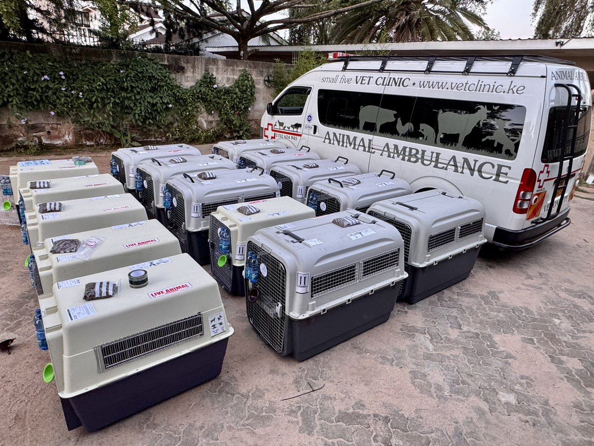 SMALLFIVEVET's tweet image. Always on the move! ✈️ After meeting all US CDC requirements, our VIP furry passengers are ready for their flight to the USA. 🐾 Trusted experts in international pet relocation! #PetRelocationKenya #InternationalPetShipping #SmallFiveVetClinic