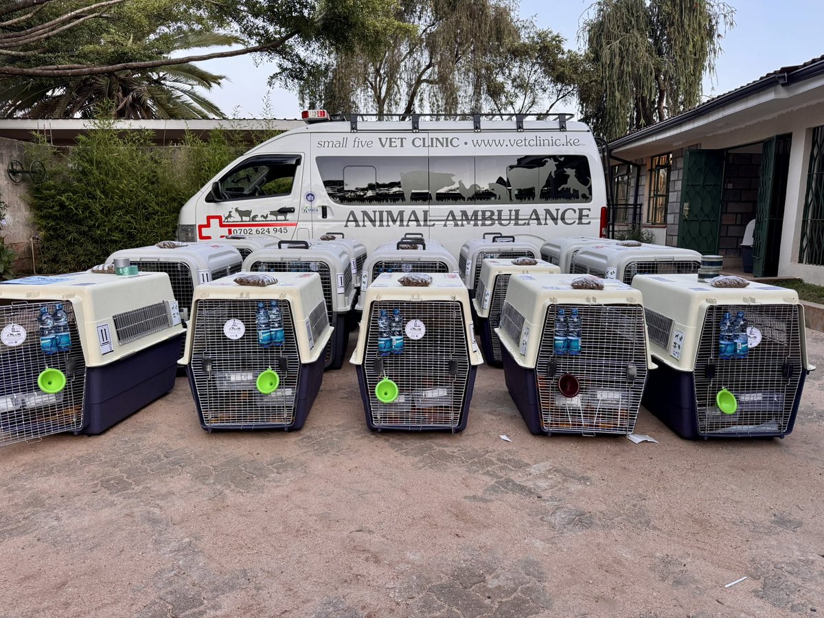 SMALLFIVEVET's tweet image. Always on the move! ✈️ After meeting all US CDC requirements, our VIP furry passengers are ready for their flight to the USA. 🐾 Trusted experts in international pet relocation! #PetRelocationKenya #InternationalPetShipping #SmallFiveVetClinic