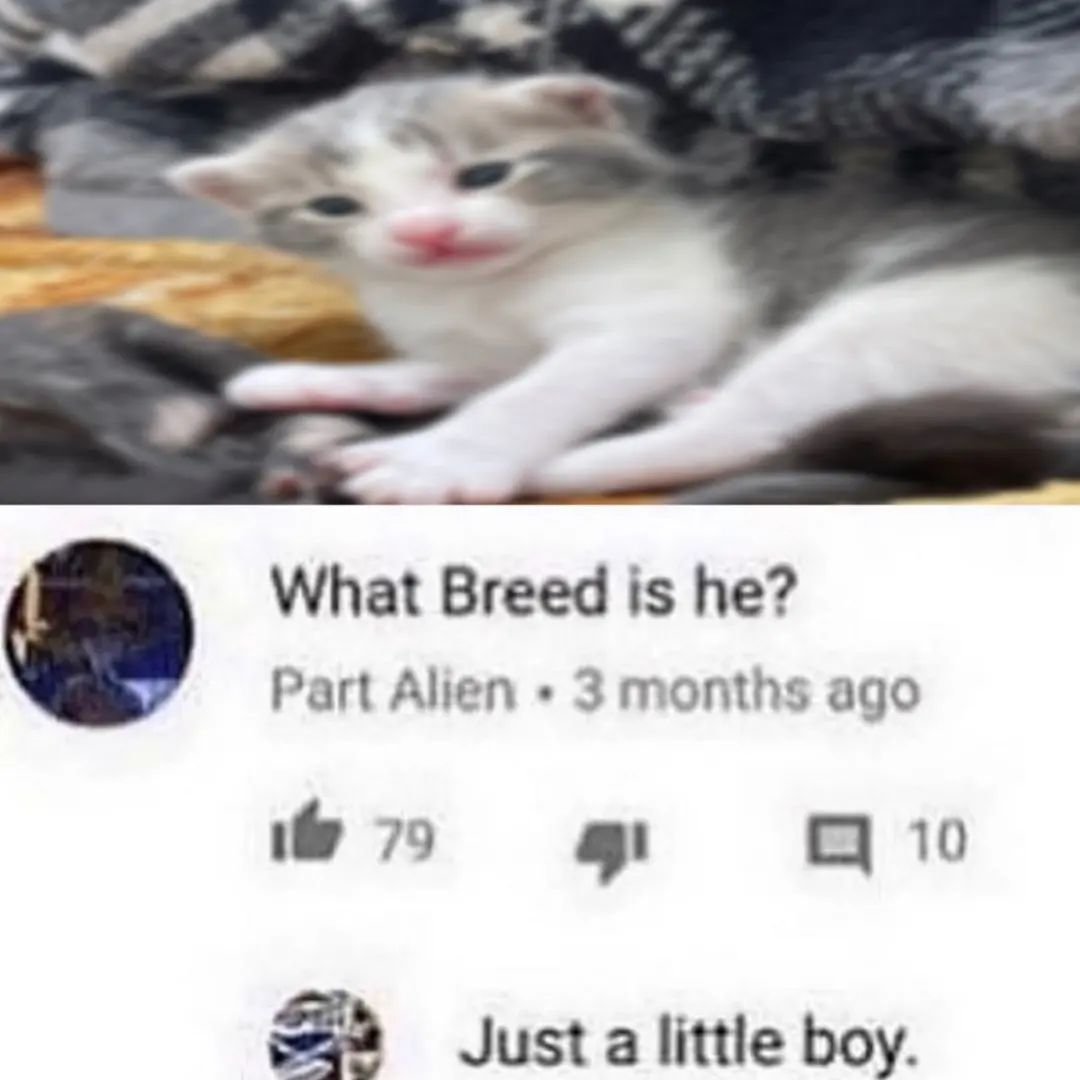 Punch Cat (@punchingcat) on Twitter photo 