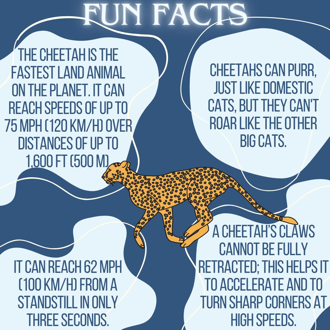 artsefact's tweet photo. Meet the Cheetah! The fastest land animal, cheetahs are incredible hunters built for speed and agility. Sadly, they’re Vulnerable due to habitat loss, human-wildlife conflict, and illegal trade. Let’s protect this iconic speedster! #Cheetah #WildlifeConservation #Artsefact https://t.co/o5v5b1mR1s