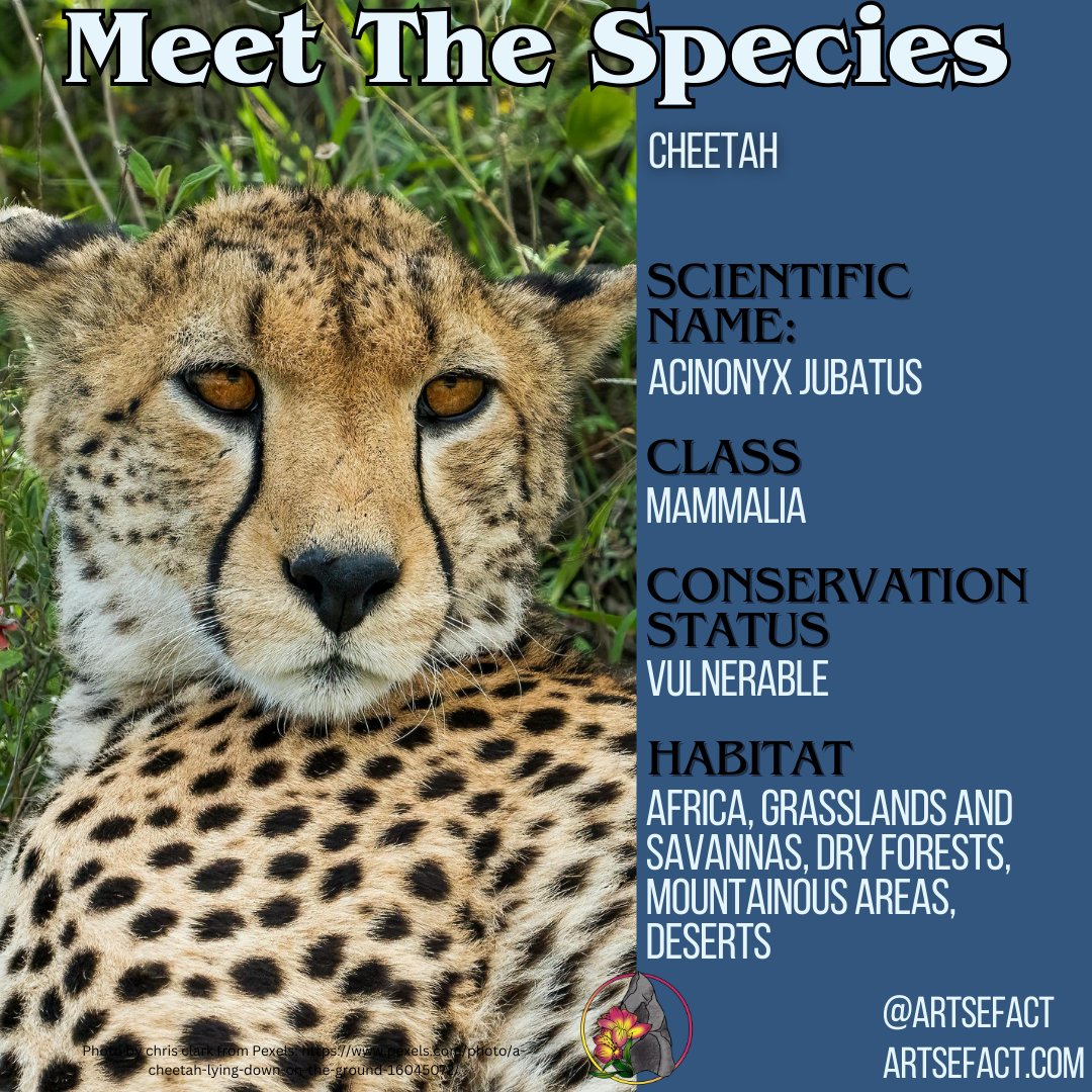 artsefact's tweet photo. Meet the Cheetah! The fastest land animal, cheetahs are incredible hunters built for speed and agility. Sadly, they’re Vulnerable due to habitat loss, human-wildlife conflict, and illegal trade. Let’s protect this iconic speedster! #Cheetah #WildlifeConservation #Artsefact https://t.co/o5v5b1mR1s