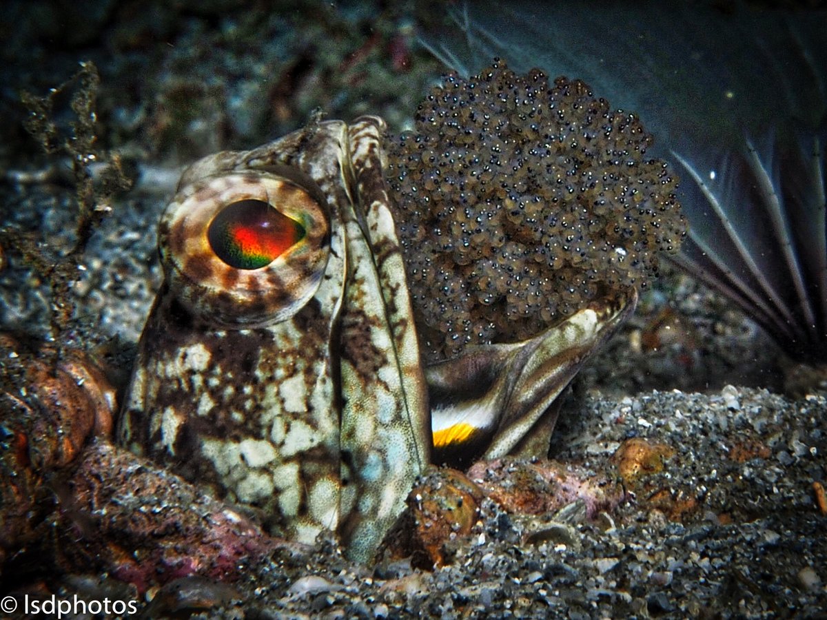 terrascuba's tweet photo. Featured Photos: Dusky Jawfish with Eggs
#scuba #scubadiving #underwaterphotography #saintlucia #stlucia #divesaintlucia #marinelife #ocean #islandlife #PADI #photography #jawfish #duskyjawfish #eggs #mouthbrooder https://t.co/DA0LEl8vUe
