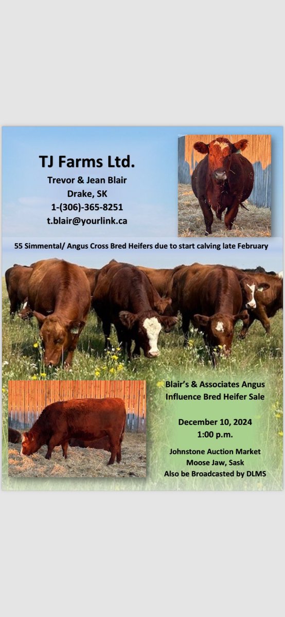 If you’re in market for some top end powerful Sim/R Ang X F1 Bred heifers you won’t want to miss this sale on Tuesday Dec.10th at Johnstones in Moosejaw.