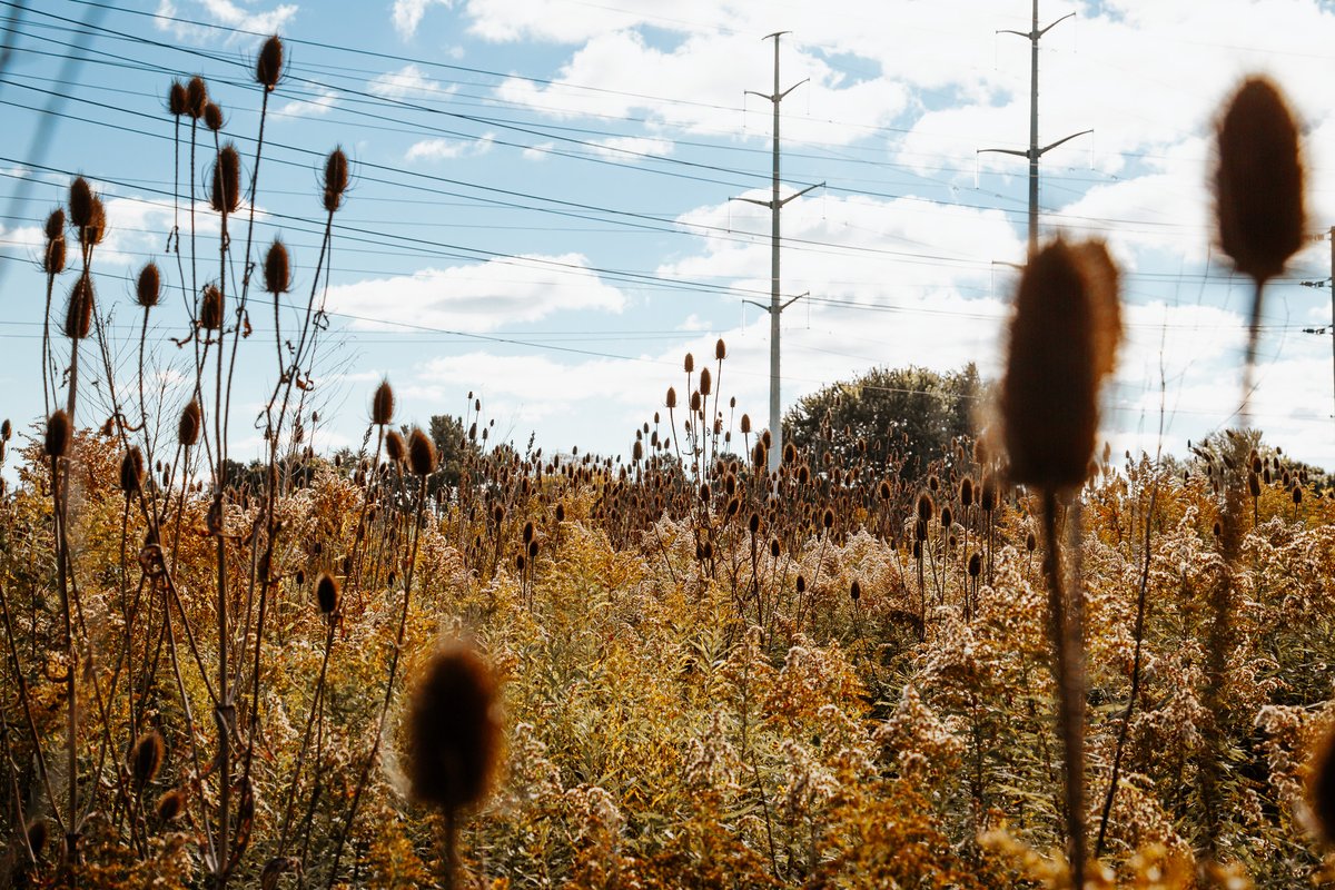 TheMeadoway tweet media