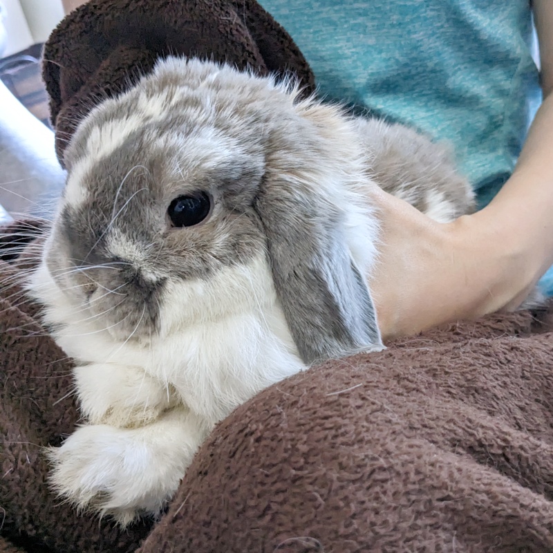 SSBunnyBoarding's tweet photo. This girl is a repeat grumpy client for nail trims that we've learned to bunritto her quite effectively! #ssbunnyboarding https://t.co/0NPqq9TLQ2