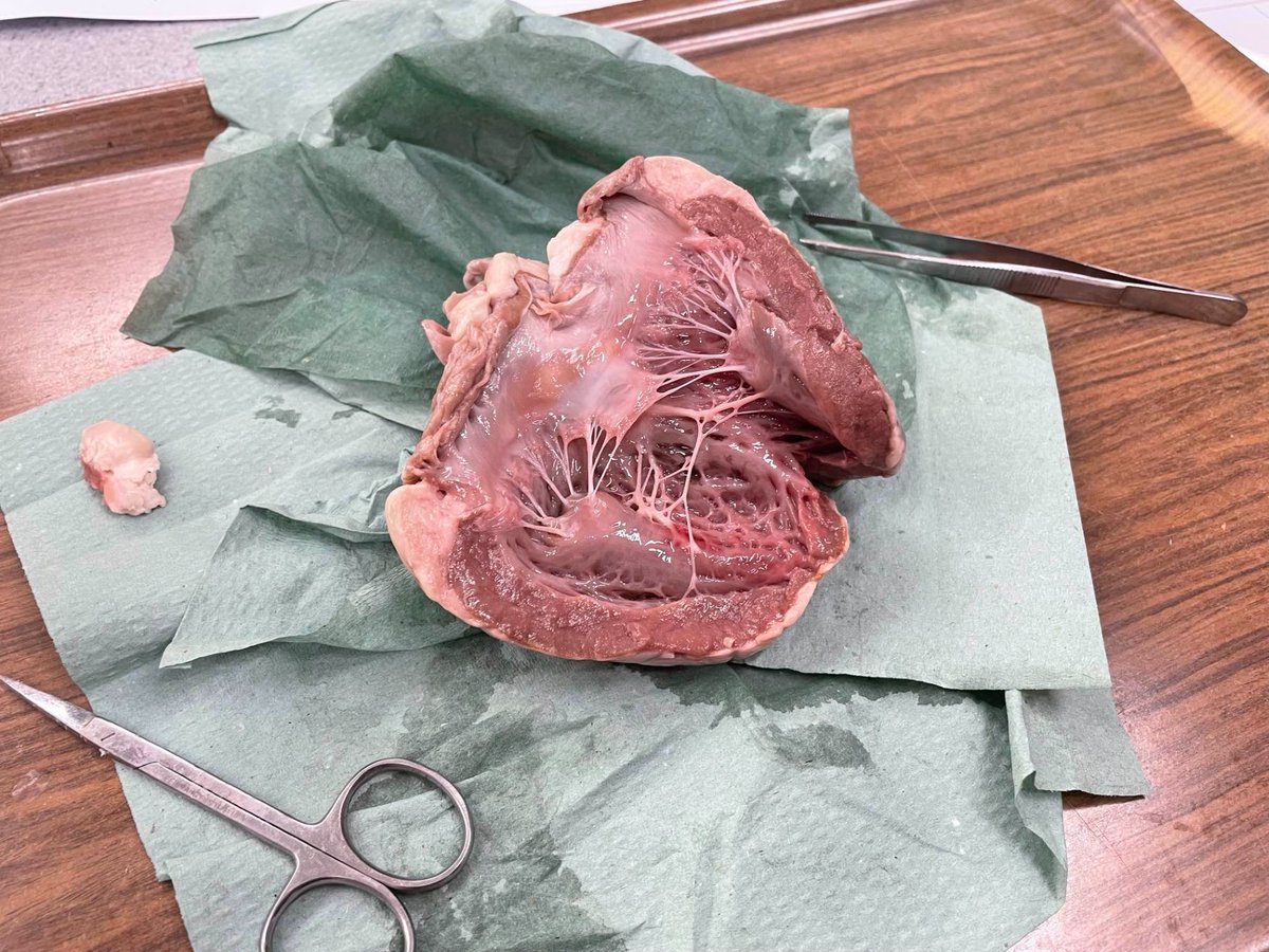 Chetham's Science tweet media