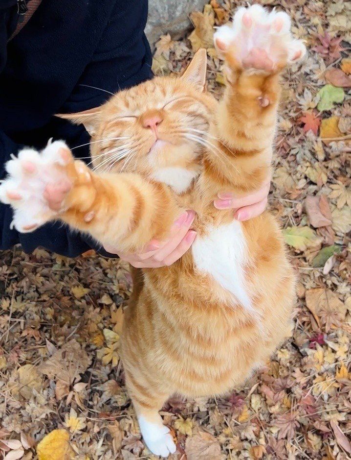 cutest cats (@cutestscats) on Twitter photo 