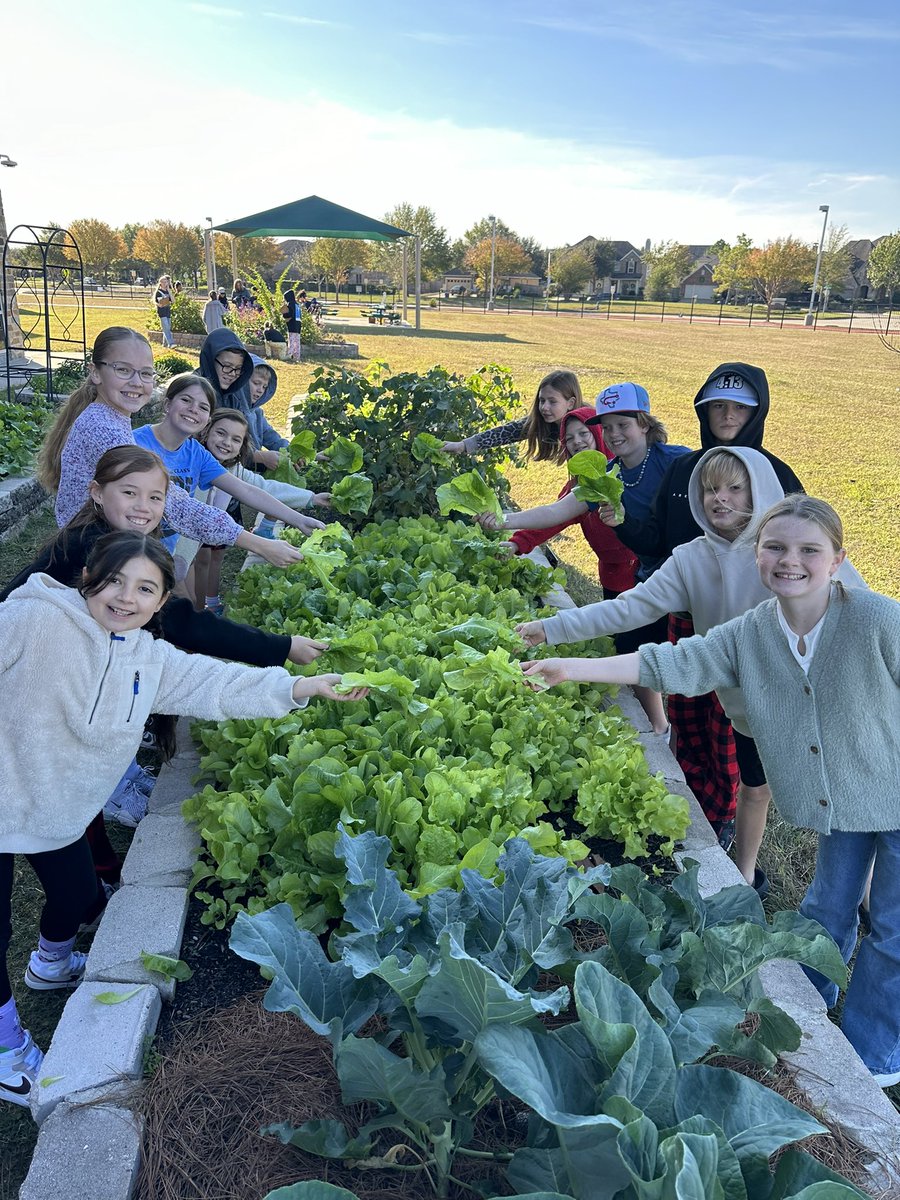 readygrowgarden's tweet photo. Very happy fifth graders are harvesting crisp, cold, organic lettuce from their school Garden this morning! They’re excited to taste what they’ve grown from seed thanks to @PowerUpCafe we will wash and serve it next week! 💚🥬🥕#Schoolgarden #bridgeland #scienceoutside #organicveg @RedmonMrs @CyFairISD