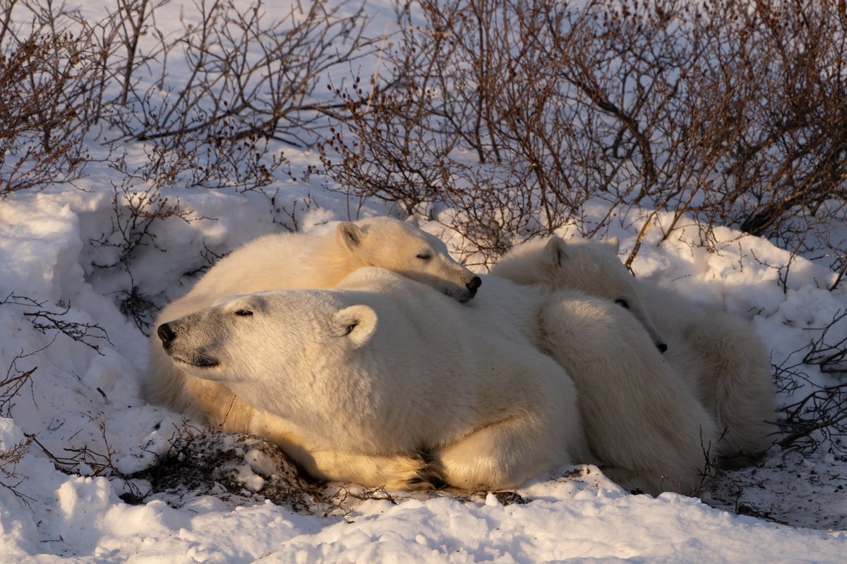 Mom is enjoying a rare sunshine after nursing her cubs…