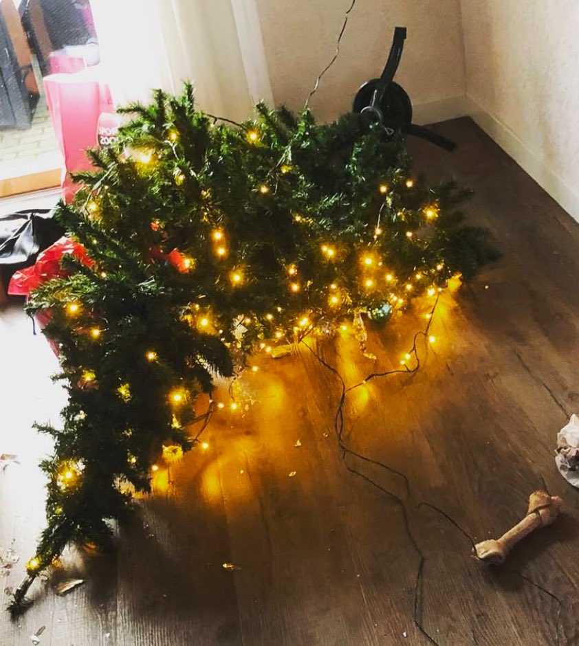 MirandaDillema's tweet photo. @buitengebieden Cat? What about dogs?………😂 https://t.co/U1oJQBYzf9