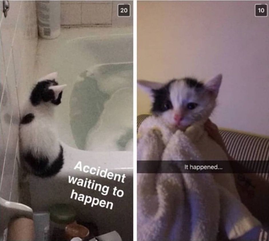 smol silly cat tweet media