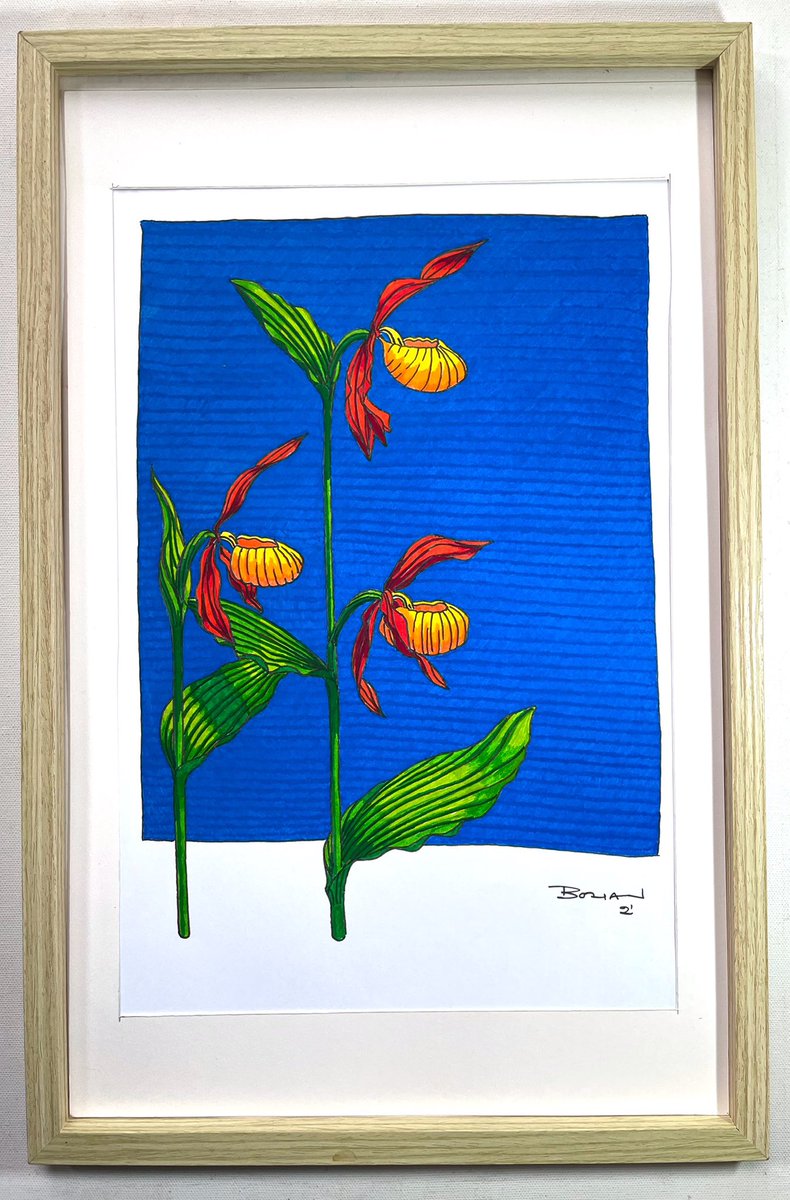 RBuachain's tweet photo. This is one of the most endangered native orchids in these islands. Its few remaining plants have to be watched against theft all the time. It’s one of my favorite flowers

Ladys Slipper Orchid (2021) | Original ink on paper Drawing by Robert Bohan https://t.co/Bq2QHs9Cid