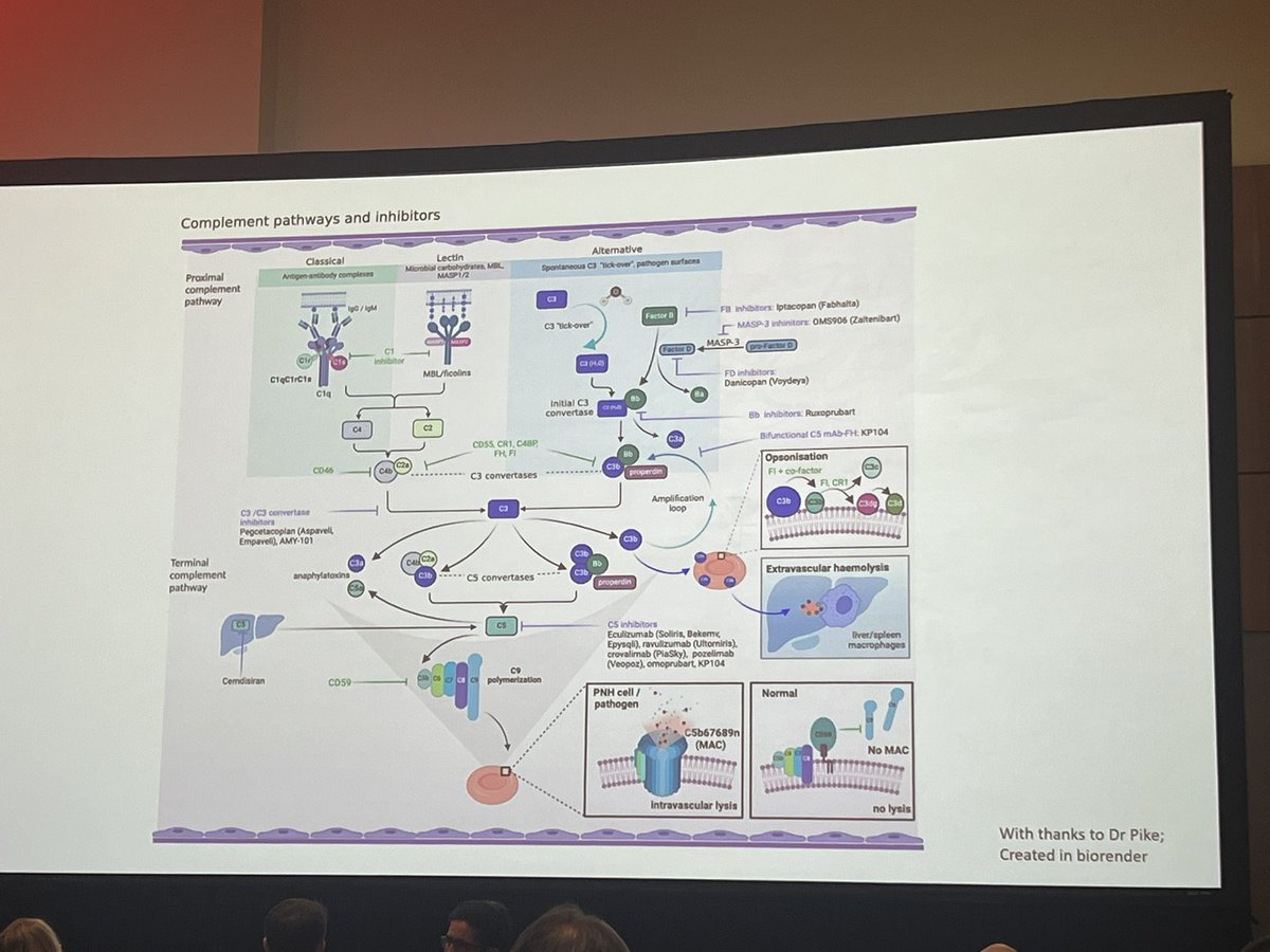 hemoncer's tweet image. Morag Griffin and PNH symposium. Excellent scientific talk and start of #ASH24 #IPIG