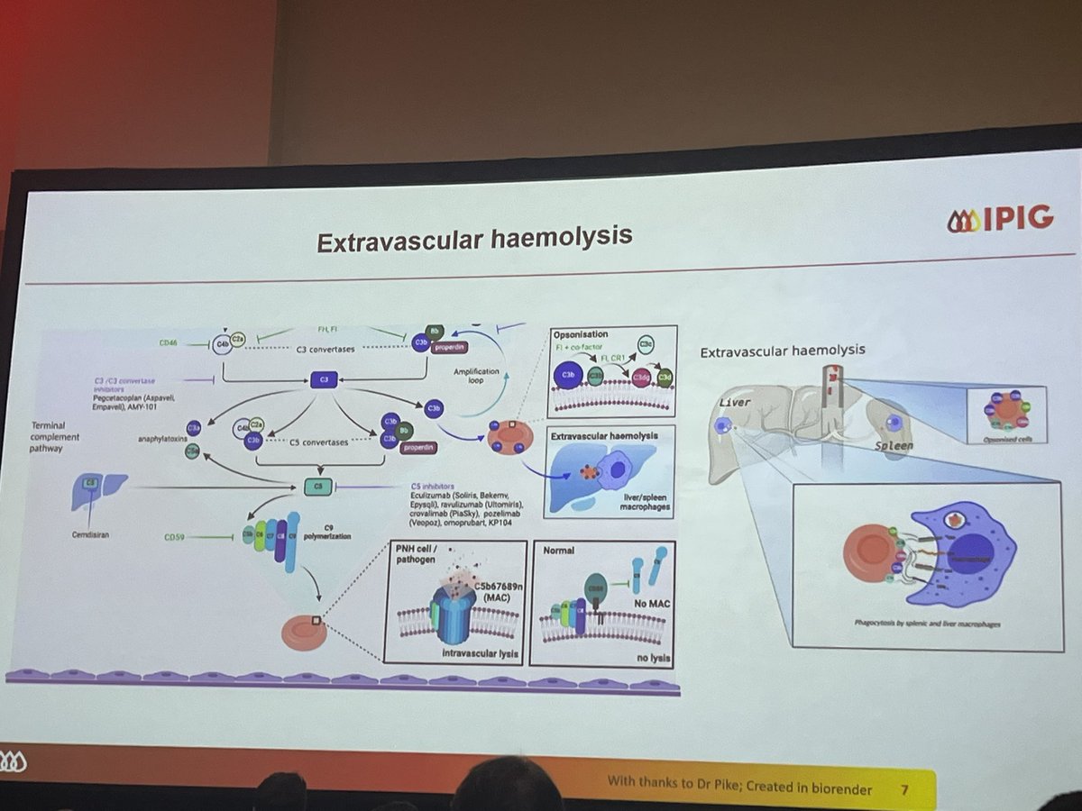 hemoncer's tweet image. Morag Griffin and PNH symposium. Excellent scientific talk and start of #ASH24 #IPIG