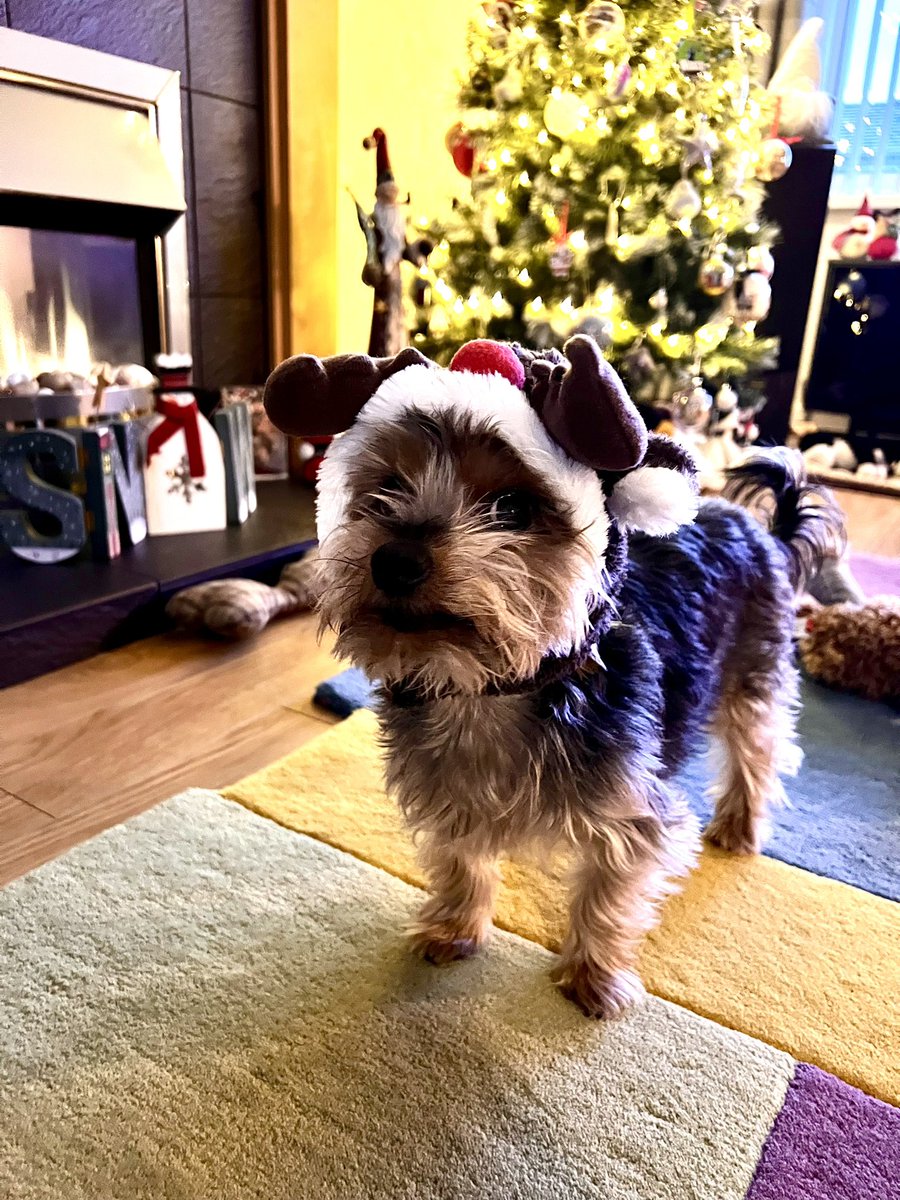 Bah humbug 🎅 #dogsofX