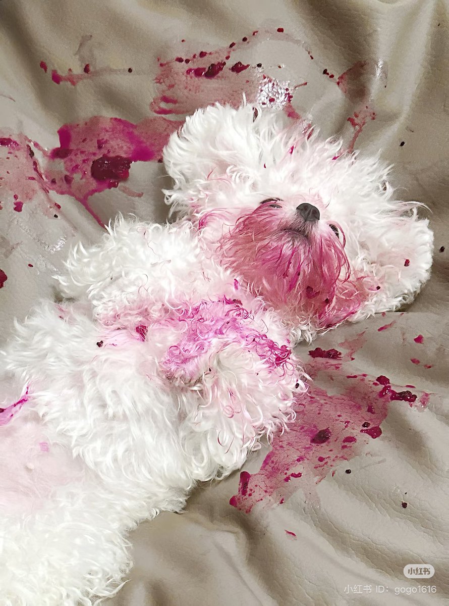 💖 (@twaniimals) on Twitter photo 