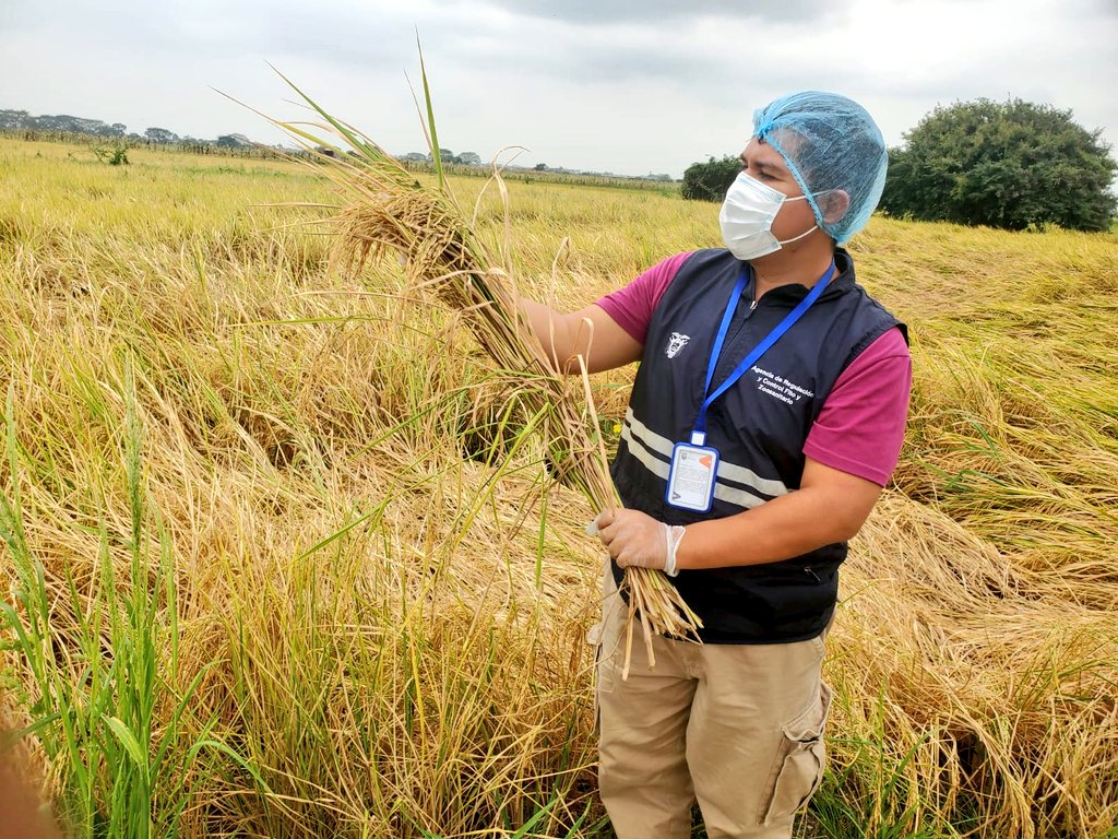 AgrocalidadZ5's tweet photo. #LosRíos | Realizamos toma de muestras en cultivo de arroz con el objetivo de vigilar los residuos de plaguicidas y control de contaminantes en la producción primaria. Cantón Babahoyo. #ProtegemosLoQueConsumes https://t.co/TRMqzUD0Kk