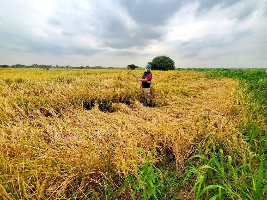 AgrocalidadZ5's tweet photo. #LosRíos | Realizamos toma de muestras en cultivo de arroz con el objetivo de vigilar los residuos de plaguicidas y control de contaminantes en la producción primaria. Cantón Babahoyo. #ProtegemosLoQueConsumes https://t.co/TRMqzUD0Kk