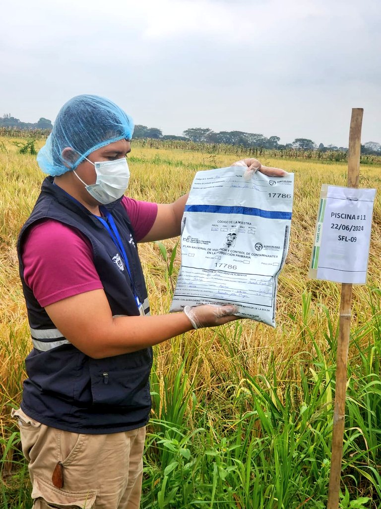 AgrocalidadZ5's tweet photo. #LosRíos | Realizamos toma de muestras en cultivo de arroz con el objetivo de vigilar los residuos de plaguicidas y control de contaminantes en la producción primaria. Cantón Babahoyo. #ProtegemosLoQueConsumes https://t.co/TRMqzUD0Kk