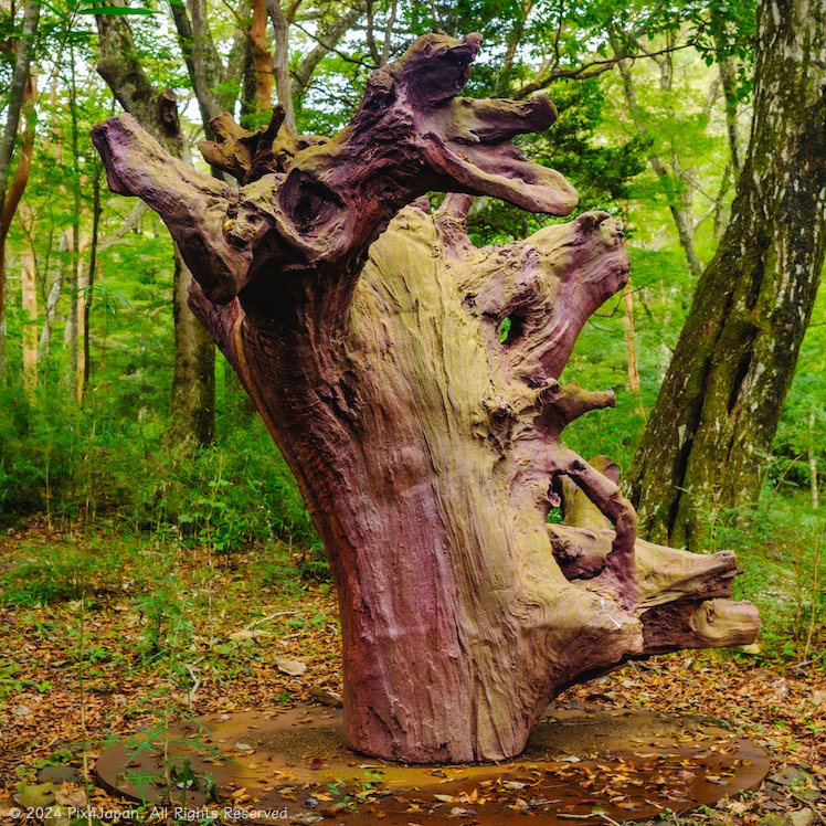 pix4japan's tweet photo. Ai Weiwei’s “Iron Root”: Art Rooted in the Struggles of Uprooted Lives
Fujifilm X100V & 5% diffusion filter
ISO 160 for 1/20 sec. at ƒ/4.5
Velvia/Vivid film simulation
Write-up: https://t.co/yruQ526mfI
#aiweiwei #irontree #polamuseum #hakone #japan
#FujifilmX100V #pix4japan https://t.co/YhcxQdvG9w
