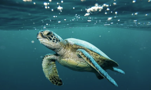 FrontMarineSci's tweet photo. On the second day of Fishmas, two Turtles dove! 🌊 Did you know that Sea Turtles have been swimming in our oceans since the dinosaurs roamed! 🦕 This Christmas, let's give a gift to the planet by helping protect their habitats ✨👉https://t.co/NzsxlOfYTx #12DaysOfFishmas https://t.co/QNc2GcUSrB