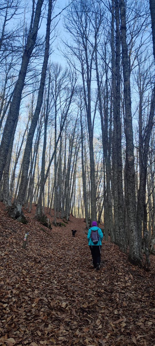 Elena Pérez tweet media