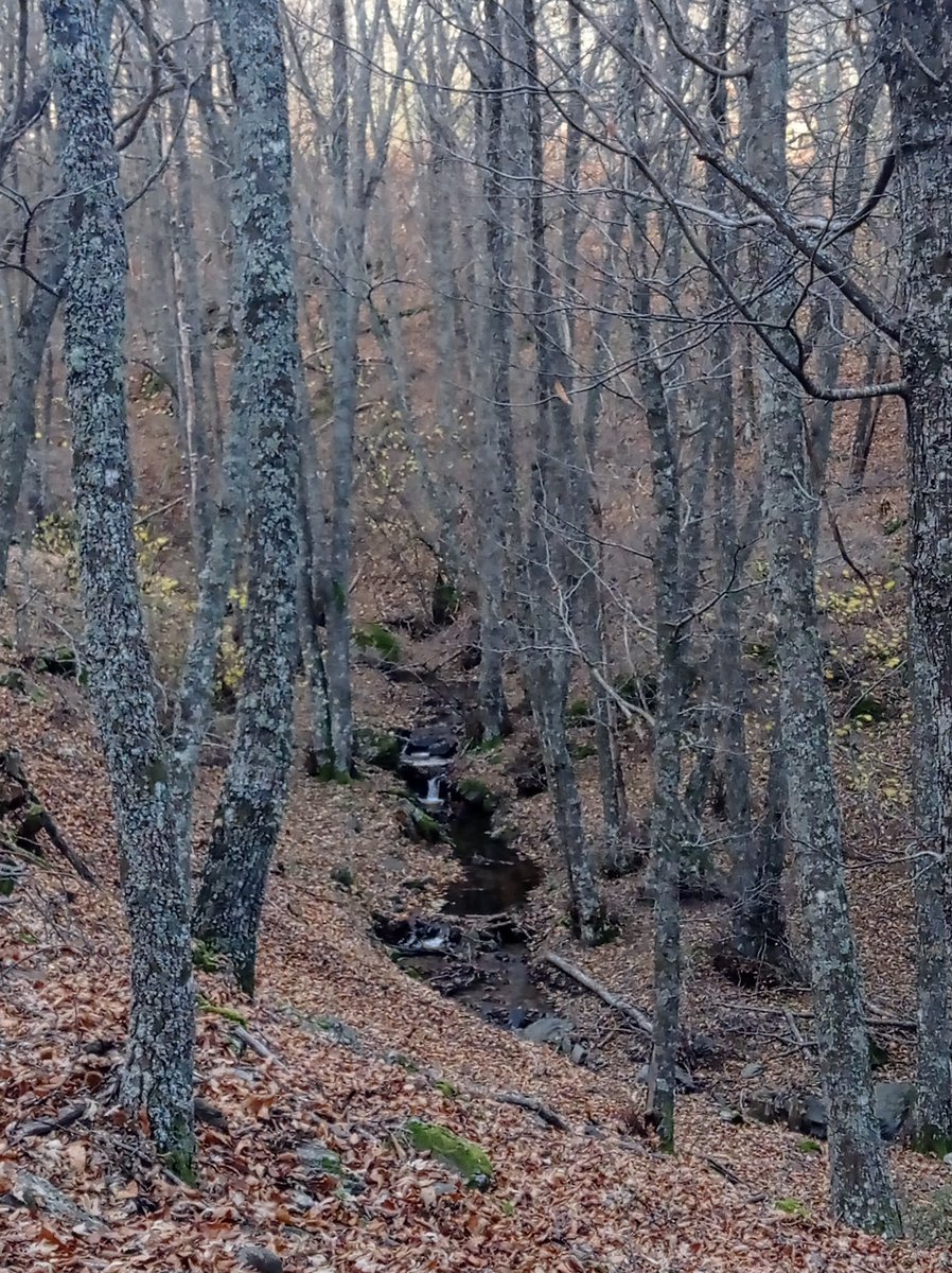 Elena Pérez tweet media