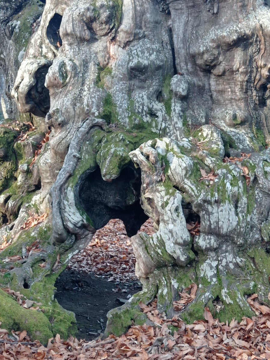 Elena Pérez tweet media