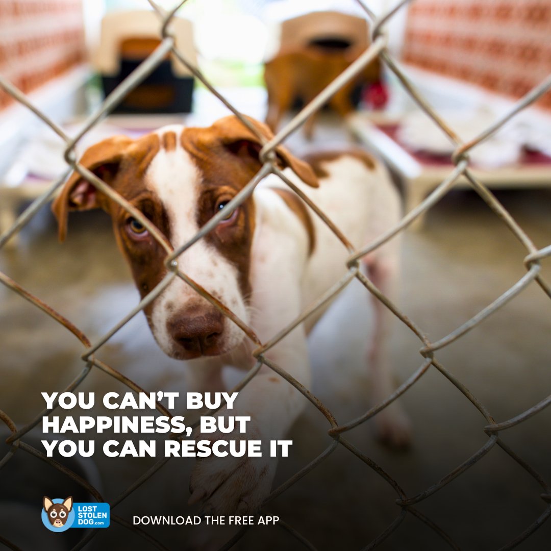 There’s nothing like the love of a dog. Many come from tough beginnings, but they have an incredible capacity for love and loyalty. Thinking about adoption? Check out a few amazing UK charities <a href="/DogsTrust/">Dogs Trust 💛🐶</a> <a href="/The_Blue_Cross/">Blue Cross UK</a>  <a href="/Battersea_/">Battersea</a> <a href="/HopeRescue/">Hope Rescue</a>