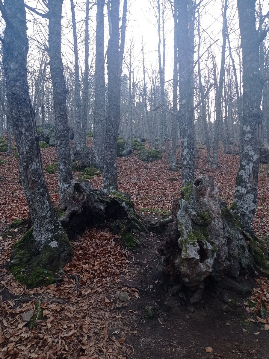 Castañar de El Tiemblo. Enormes y antiquísimas cepas, chirpiales de más de 20 m. de altura, nula regeneración por semilla y miles de visitantes al año. Si alguno sabéis algo sobre su gestión, me interesa.