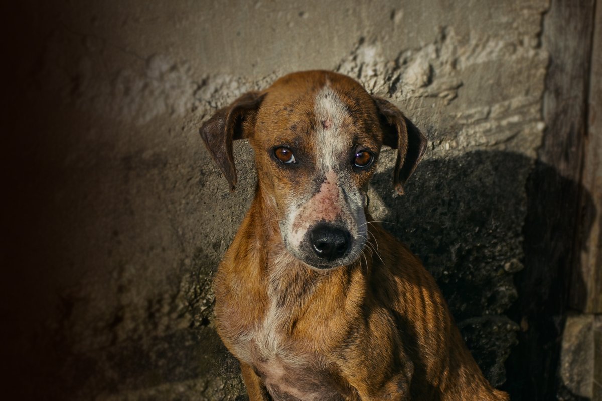 Radio Parlamentare tweet media