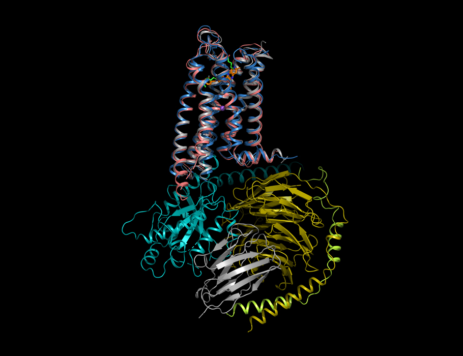 Science Signaling (@scisignal) on Twitter photo A new study casts light on the structure and function of #GPR6—a #GPCR emerging as a key player in #ParkinsonsDisease—and provides clues that could guide future research and the rational design of more selective drugs. <a href="/USCBridge/">USC Bridge Institute</a> #StructureFunction
scim.ag/3ZiEhHh A new study casts light on the structure and function of #GPR6—a #GPCR emerging as a key player in #ParkinsonsDisease—and provides clues that could guide future research and the rational design of more selective drugs. <a href="/USCBridge/">USC Bridge Institute</a> #StructureFunction
scim.ag/3ZiEhHh