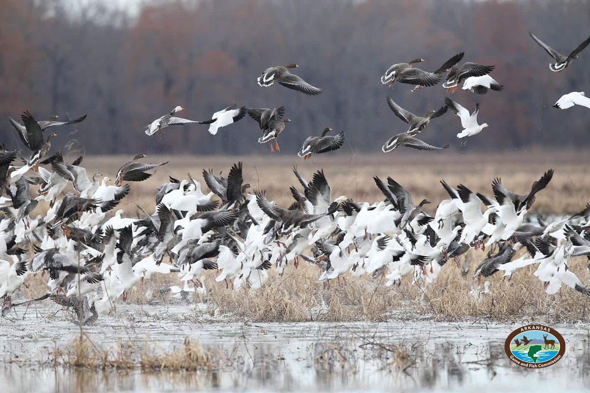 Arkansas Game and Fish Commission tweet media
