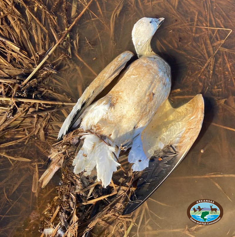 AGFC monitoring avian influenza in Arkansas 
LITTLE ROCK — The Arkansas Game and Fish Commission is asking waterfowl hunters and wildlife watchers heading to the field to keep an eye out for any sick or dead birds they find in the wild that ... bit.ly/4ilxWnb